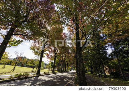 美國福街金澤市秋葉景點 美國福街金澤市秋葉景點 79303600