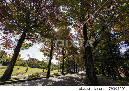 美國福街金澤市秋葉景點 79303601