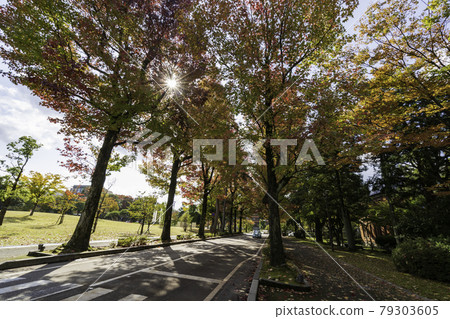 Autumn leaves spot in the city of Kanazawa, America Fu Street 79303605