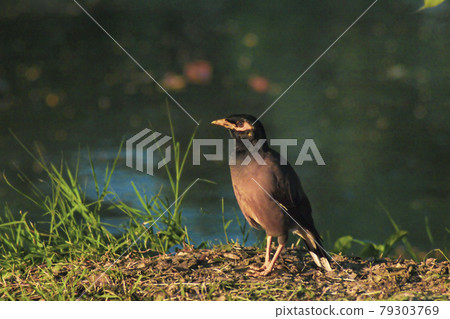 Common myna bird animal Portrait brown fur color yellow eye shade wildlife on green grass ground over lake water background. Common myna bird animal Portrait brown fur color yellow eye shade wildlife on green grass ground over lake water background. 79303769