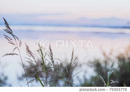 close up long wild grass growing near a lake. Background is blurred. Soft light. Pa Sak Jolasid Dam Lopburi Thailand. close up long wild grass growing near a lake. Background is blurred. Soft light. Pa Sak Jolasid Dam Lopburi Thailand. 79303778