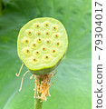 Lotus seeds with just falling flowers 79304017