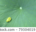Frogs on lotus leaves 79304019