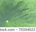 Lotus leaf vein 79304022
