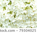 White hydrangea flowers 79304025