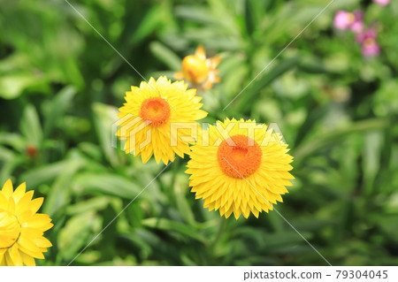 Yellow and orange strawflowers 79304045