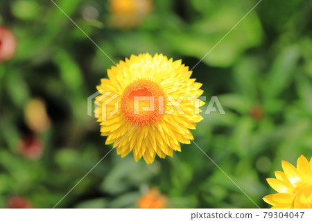 Yellow and orange strawflowers 79304047