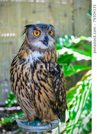 The brown owl stood and looked at the camera. 79304135