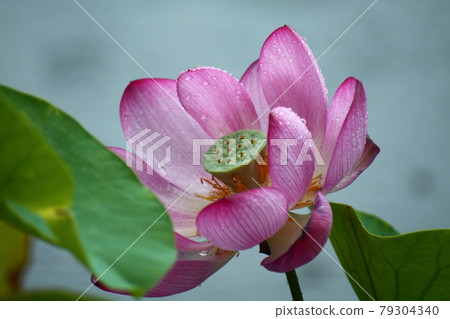 Holy flower 79304340