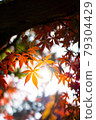 Maple with autumn leaves in the sun 79304429