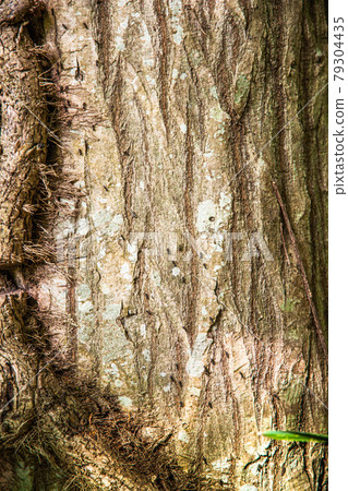 A state of ants climbing in a row of trees A state of ants climbing in a row of trees 79304435