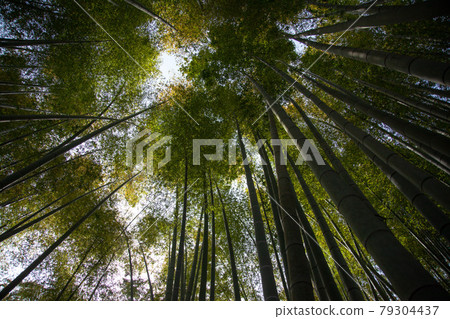 A landscape facing up in a bamboo grove A landscape facing up in a bamboo grove 79304437