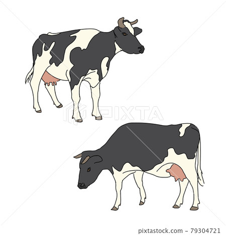 Cows vector illustration 79304721