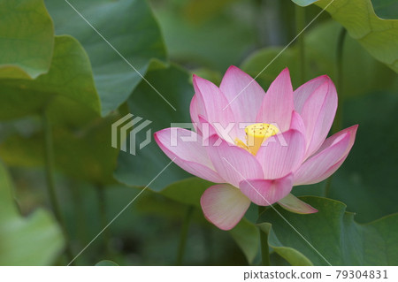 蓮花開了 79304831