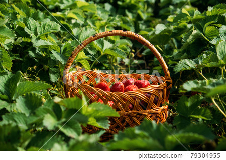 Strawberry field on fruit farm. Fresh ripe organic strawberry in basket. Harvesting on strawberry farm, berry plantation. Strawberries ready for export. Strawberry field on fruit farm. Fresh ripe organic strawberry in basket. Harvesting on strawberry farm, berry plantation. Strawberries ready for export. 79304955