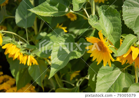 Sunflower blooming under sunlight in the garden Sunflower blooming under sunlight in the garden 79305079