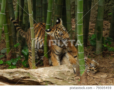 Children of the Amur tiger playing in the bamboo grove Children of the Amur tiger playing in the bamboo grove 79305459