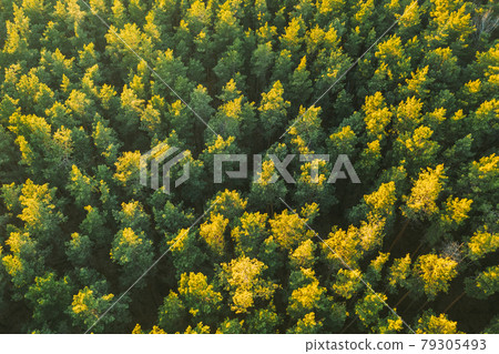 Aerial View Of Green Pine Coniferous Forest In Landscape During Sunset In Spring. Top View From Attitude. Drone View Of European Woods At Springtime Aerial View Of Green Pine Coniferous Forest In Landscape During Sunset In Spring. Top View From Attitude. Drone View Of European Woods At Springtime 79305493