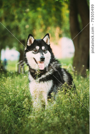 Husky Dog Sit In Summer Greeen Grass. Funny Lovely Pet Dog 79305499