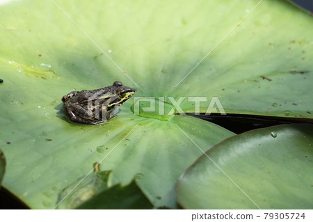 Frog on leaves 79305724