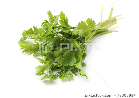 Bunch of cilantro Bunch of cilantro 79305984