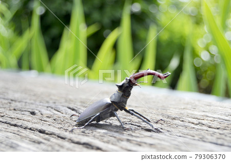 Male stag beetle with long and sharp jaws in wild forest sitting on the trunk of an oak tree 79306370