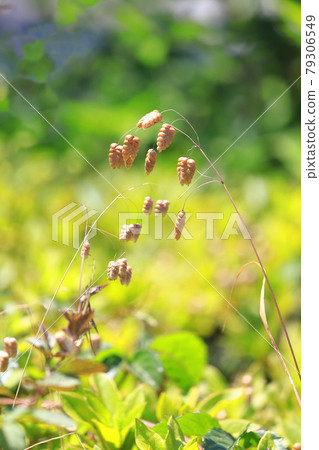 Greater quaking in the wind Greater quaking in the wind 79306549