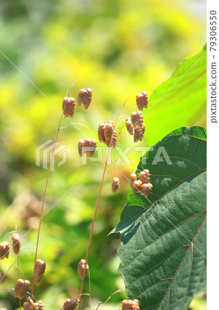 Greater quaking in the wind 79306550