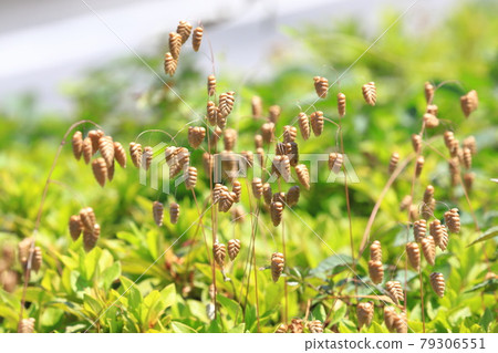 Greater quaking in the wind 79306551