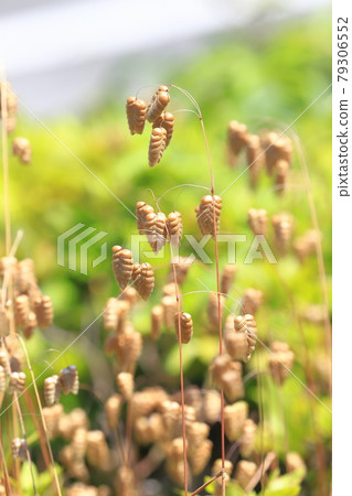 Greater quaking in the wind 79306552