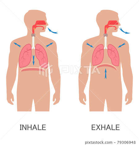 respiratory system, breathing 79306948