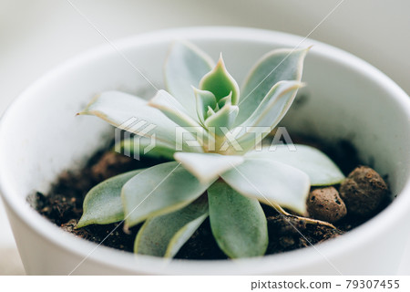 Succulent in white pot on the windowsill. Succulent in white pot on the windowsill. 79307455