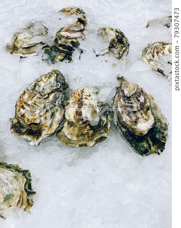 Fresh oysters on the counter in the store. 79307473