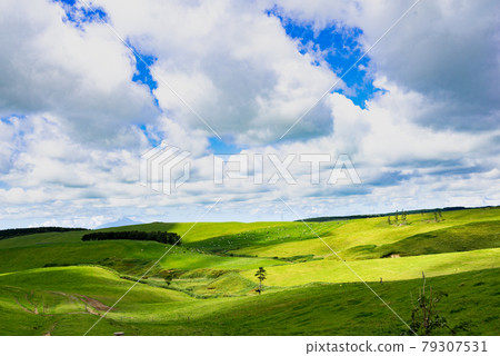 A vast ranch in Hokkaido and a landscape of cows grazing in Toyotomi, Hokkaido 79307531
