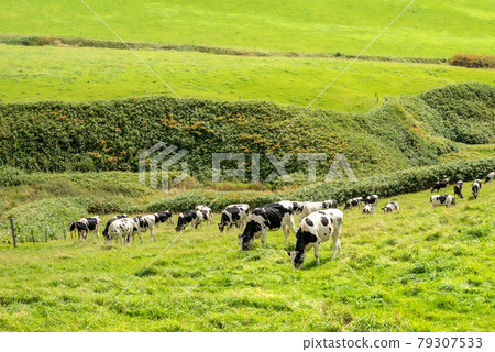 A vast ranch in Hokkaido and a landscape of cows grazing in Toyotomi, Hokkaido A vast ranch in Hokkaido and a landscape of cows grazing in Toyotomi, Hokkaido 79307533