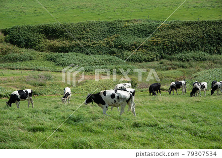 A vast ranch in Hokkaido and a landscape of cows grazing in Toyotomi, Hokkaido A vast ranch in Hokkaido and a landscape of cows grazing in Toyotomi, Hokkaido 79307534