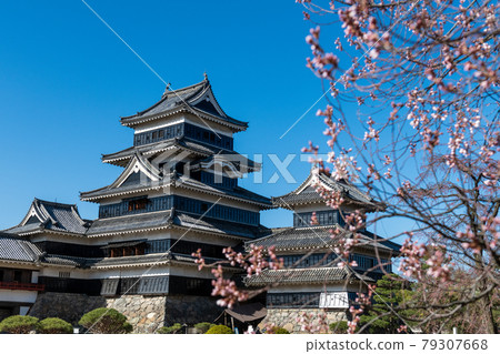 松本城堡和梅花 79307668