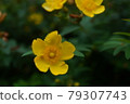 Golden thread plum 79307743