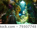 Fantastic coral and school of small fish 79307748