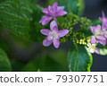 Dance party Hydrangea 79307751
