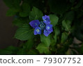 Hydrangea in Egota no Mori Park 79307752