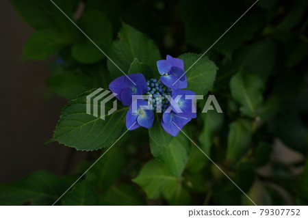 Hydrangea in Egota no Mori Park 79307752