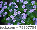 Dance party in full bloom Hydrangea 79307754