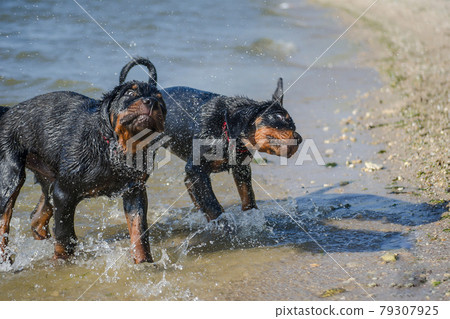 Three-month-old Rottweiler puppies shake off water after swimming in the sea. Three-month-old Rottweiler puppies shake off water after swimming in the sea. 79307925