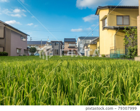 Rice field in urban residential area, Kanazawa, Japan. 79307999