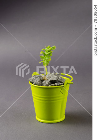Green sprout in a small bucket with gravel on a gray background. Green sprout in a small bucket with gravel on a gray background. 79308054