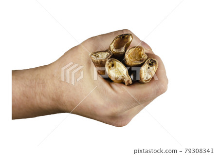 Male hand demonstrates the five sticks of dried bovine penis for 79308341