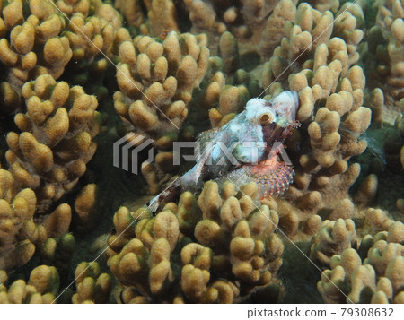 蝎子魚 蝎子魚 79308632
