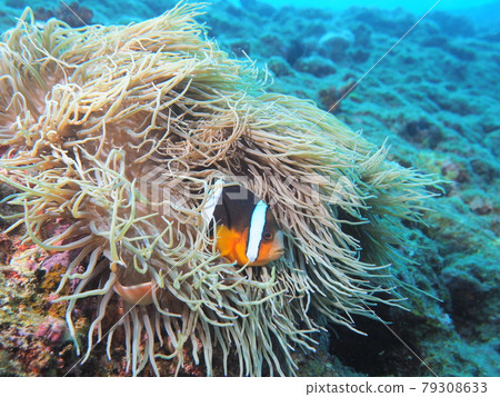 Anemone fish Anemone fish 79308633