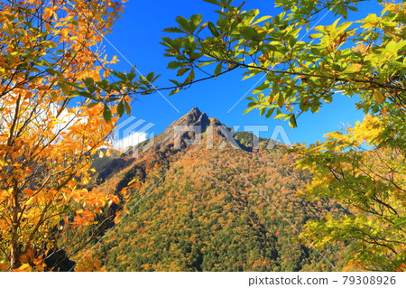 [愛媛縣] 晴空下的石槌山紅葉 79308926